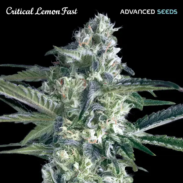 An image of Critical Lemon Fast