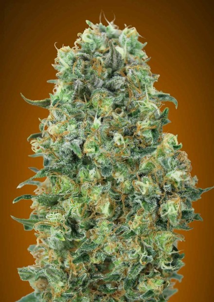 An image of Critical Mass