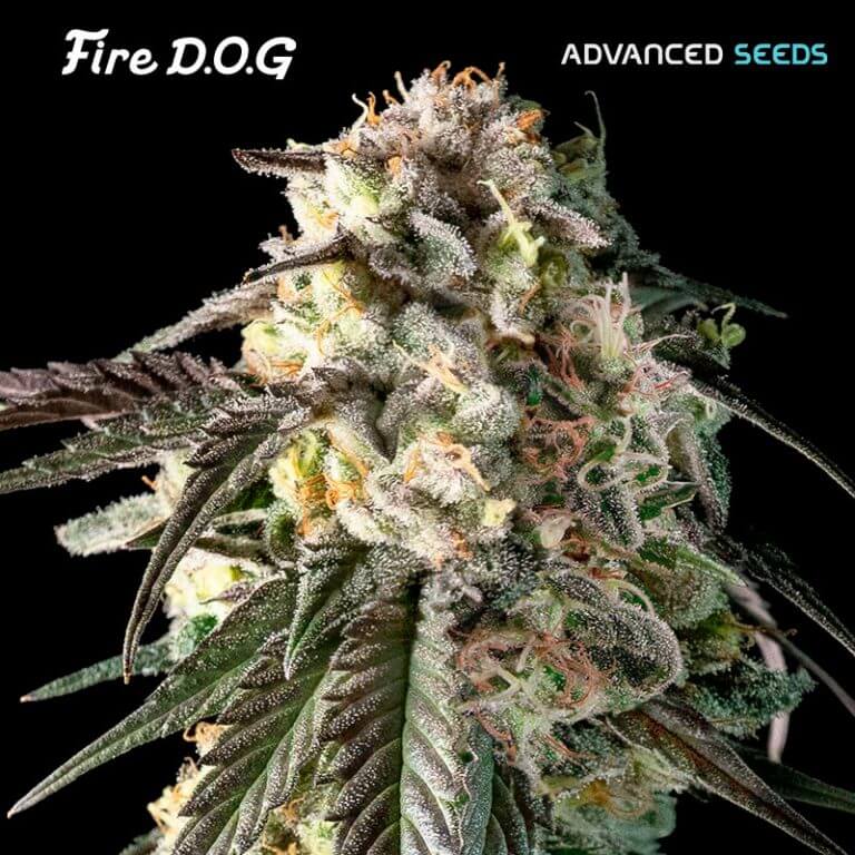 An image of Fire Dog