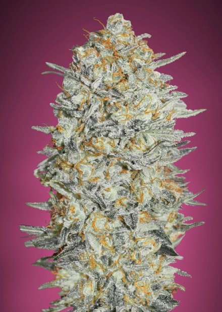 An image of Gelato #33