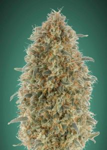 An image of Gorilla Blue