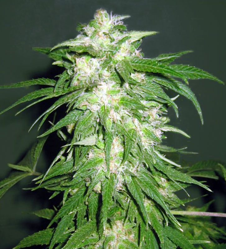 An image of Ice Kush