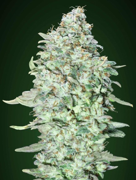An image of OG Kush S.F.V.