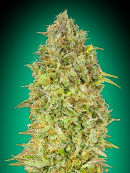 An image of Skunk 47