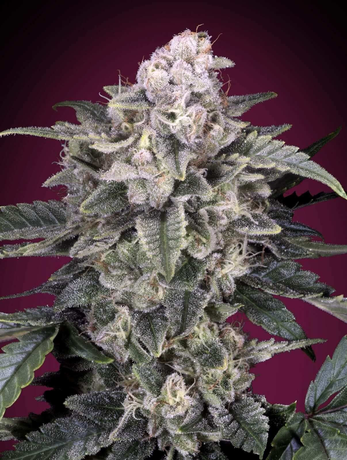 An image of Slurricane