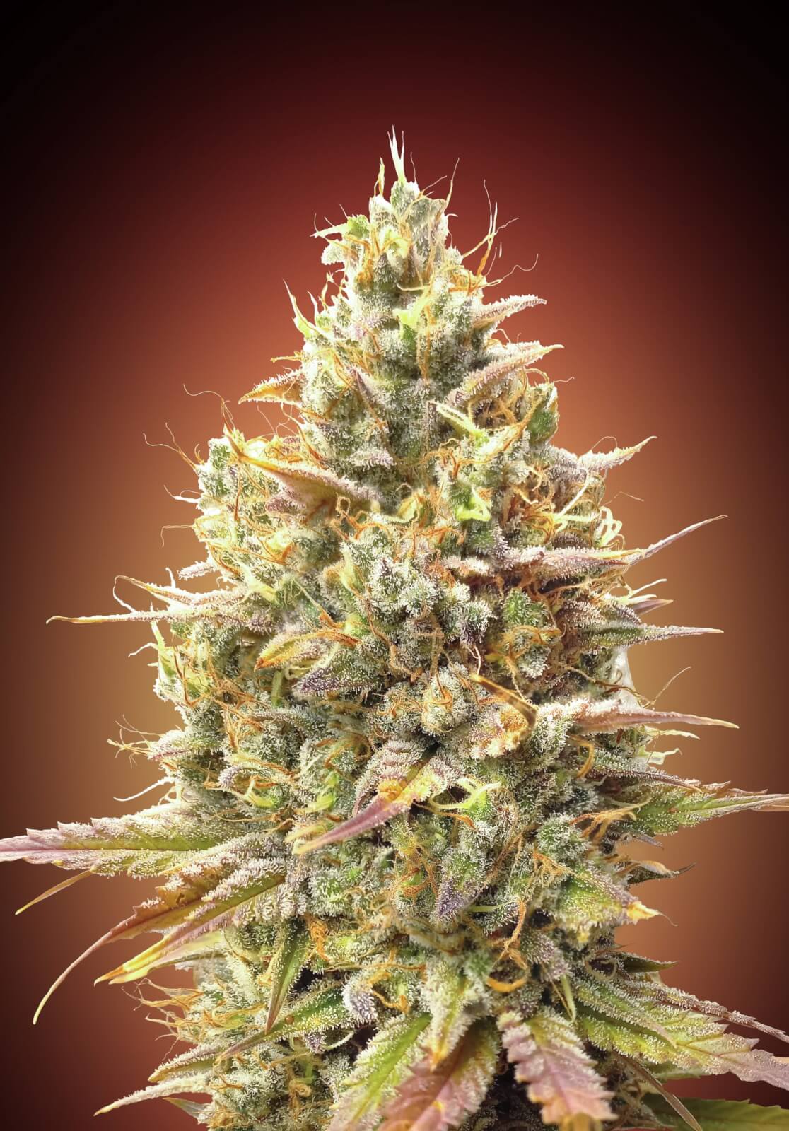 An image of Strawberry Banana Auto