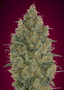 An image of Strawberry Gum