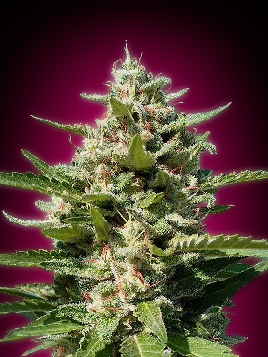 An image of White Kush
