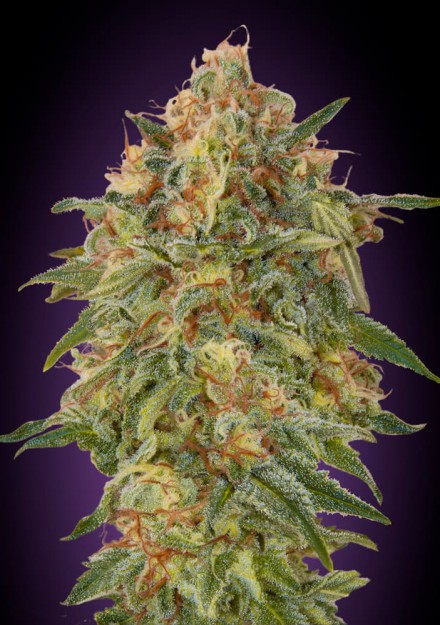 An image of Zkittlez