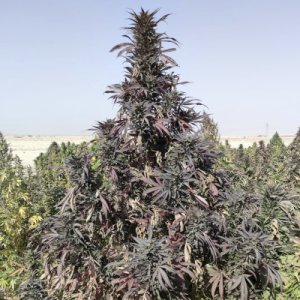 An image of Strong Helmand