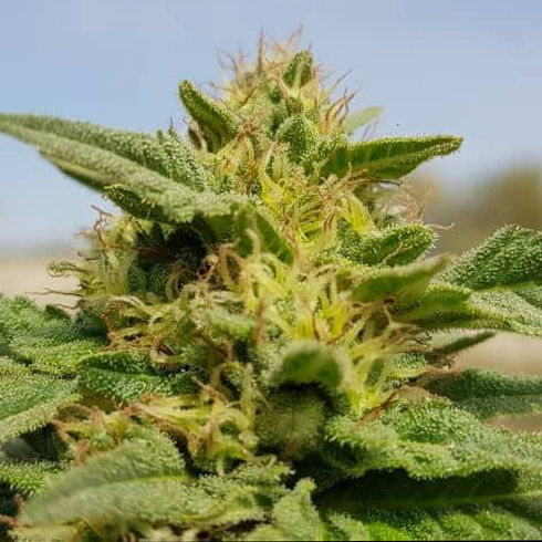 An image of Rustam Kush