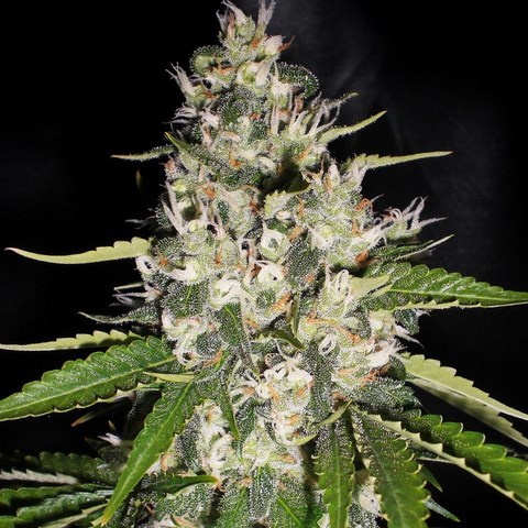 An image of Aficionado Kush