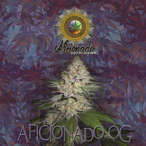 An image of Aficionado OG