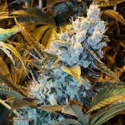 An image of Auto Lemon Skunk