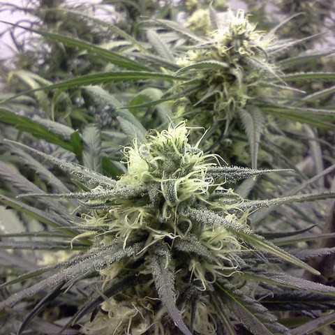 An image of Blue Dream
