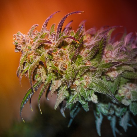 An image of Blue Pine