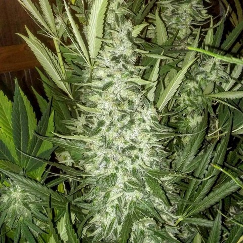 An image of Chem & Kush