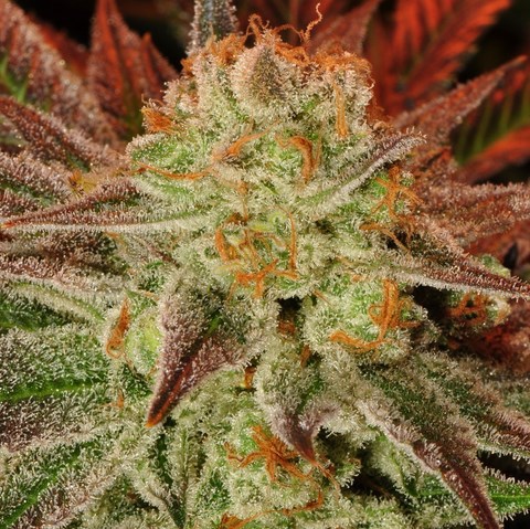 An image of Colorado Chemdawg