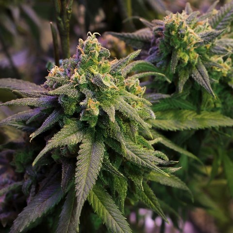 An image of Green Crack