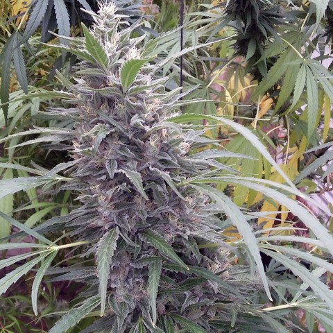 An image of Green Dream