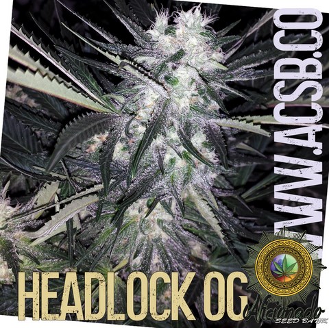 An image of Headlock OG