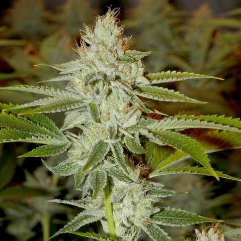 An image of Hellfire OG
