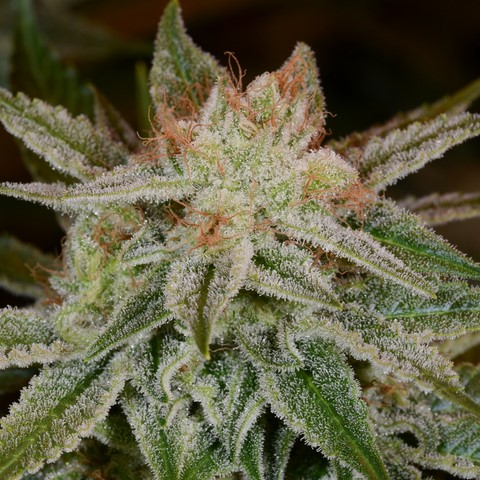 An image of Megido's Flame