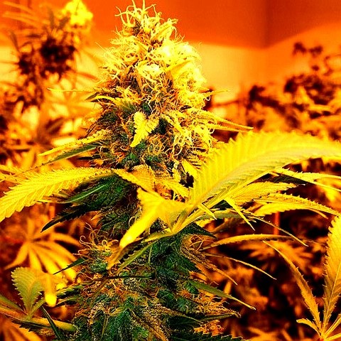 An image of Mordor OG