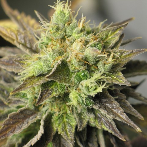 An image of NYC Diesel