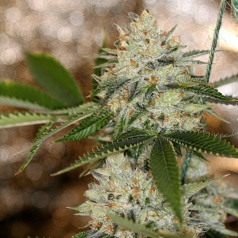 An image of Nightmare OG