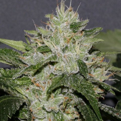 An image of OG Kush