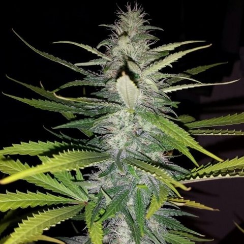 An image of Pineapple Kush