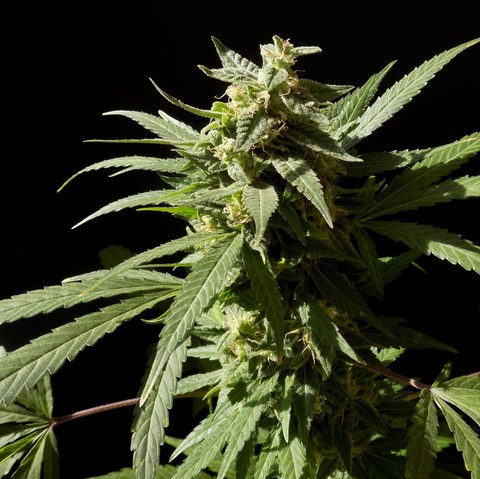 An image of Pure Pineapple Kush