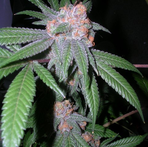 An image of Pure Purple Skunk