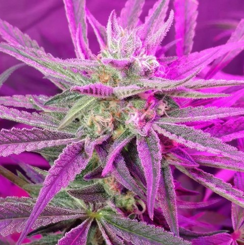 An image of Star Destroyer OG