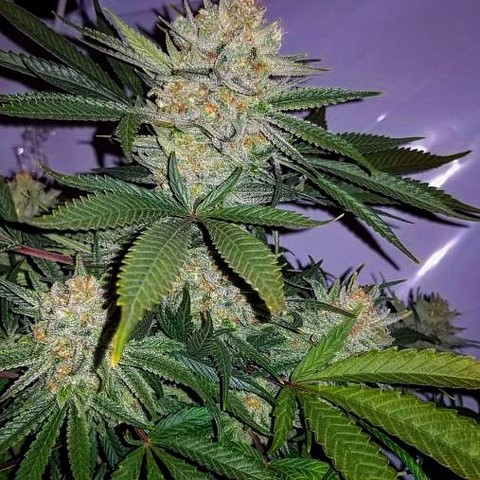 Strawberry Nightmare (Aficionado Seed Bank) :: Cannabis
