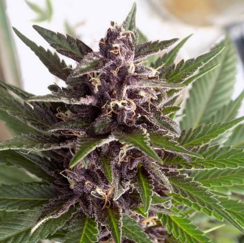 An image of Super Purple Grapefruit