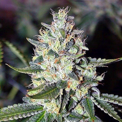 An image of Vishnu Kush