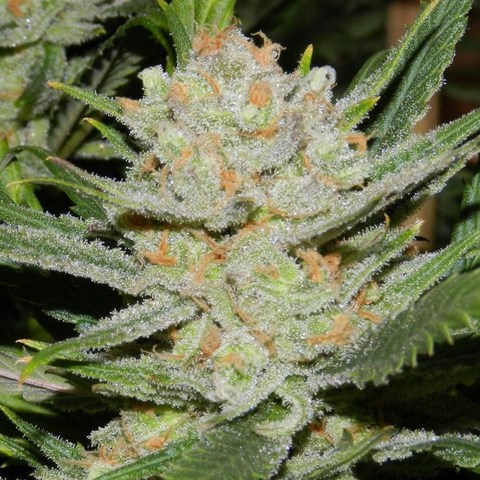An image of White Lemon