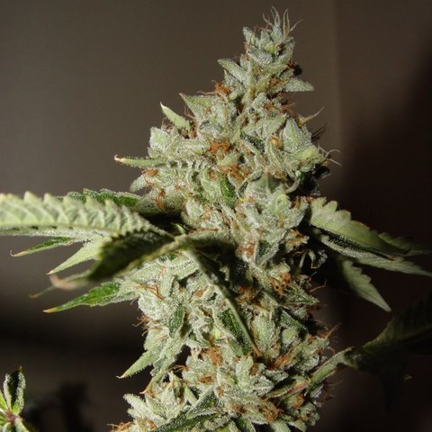 An image of White Light Saber
