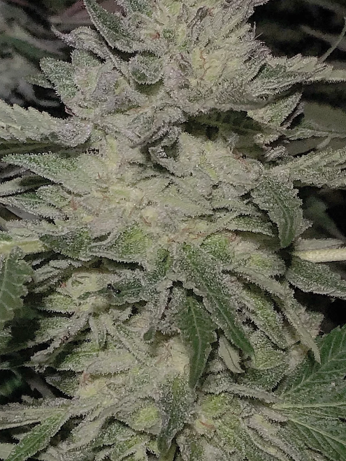 An image of White Cavier
