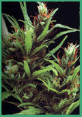 An image of Durban Poison