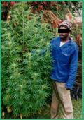 An image of Transkei Green