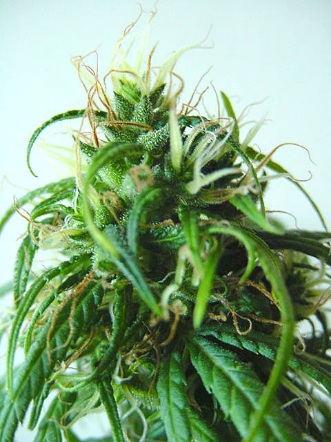 An image of Malawi Gold
