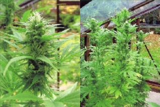 An image of Platinum