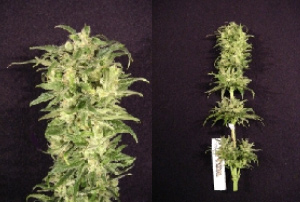 An image of Triple Treat
