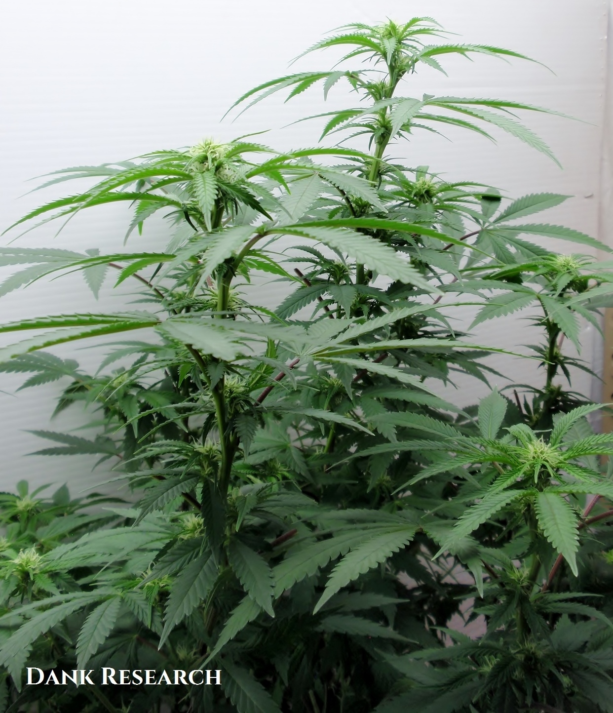 An image of Durban Poison