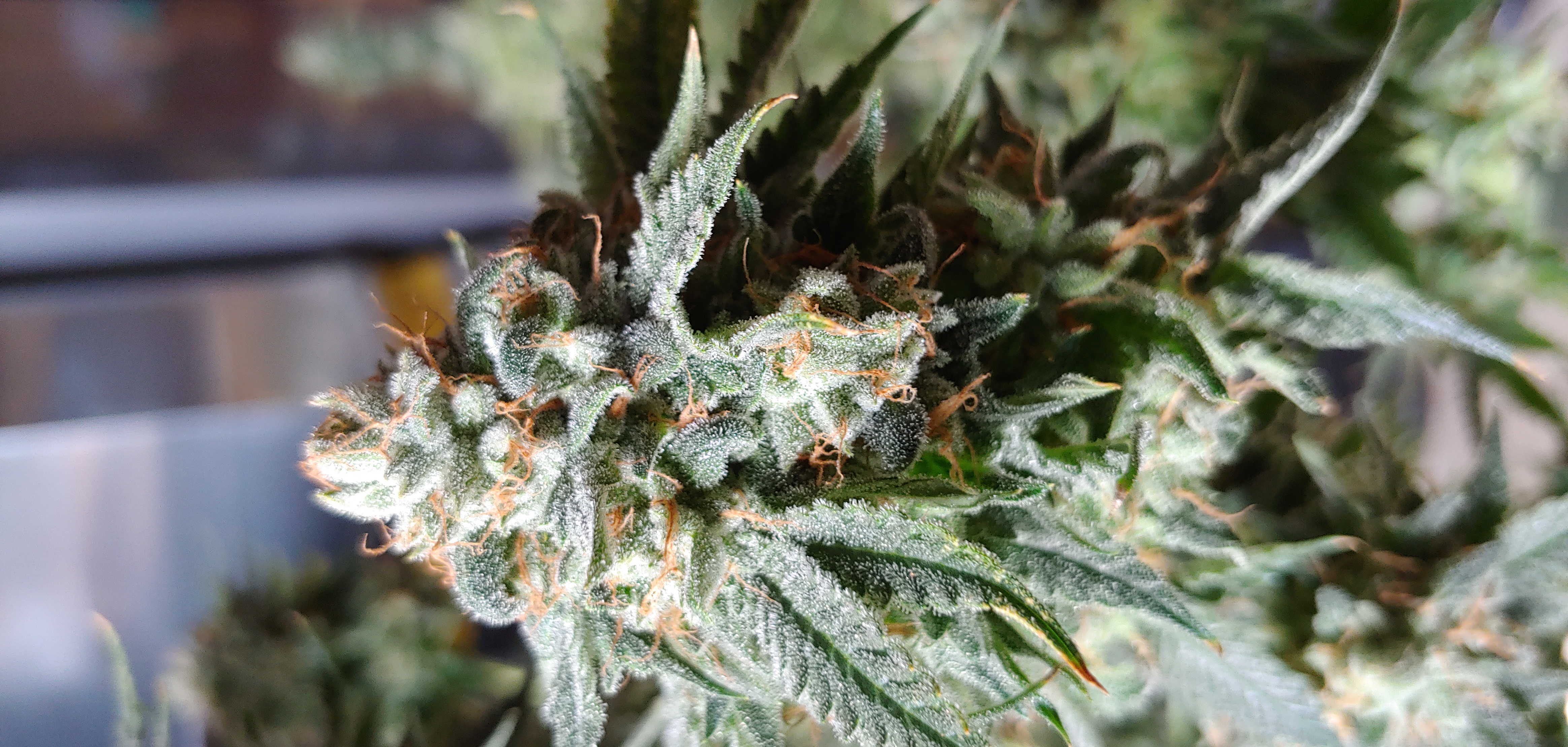 An image of Banana Poison Cookies