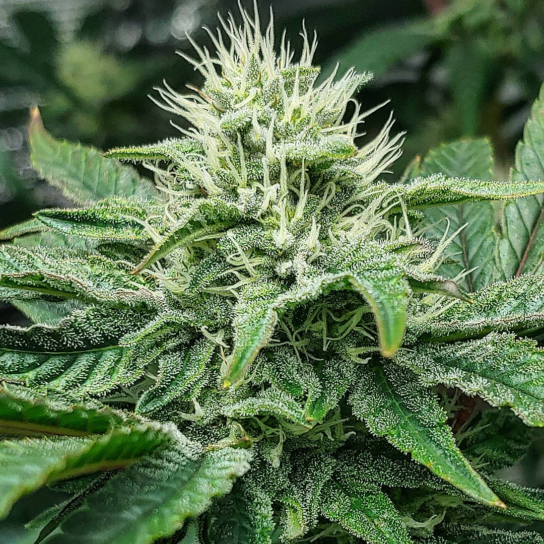 An image of Mint Cream Cake