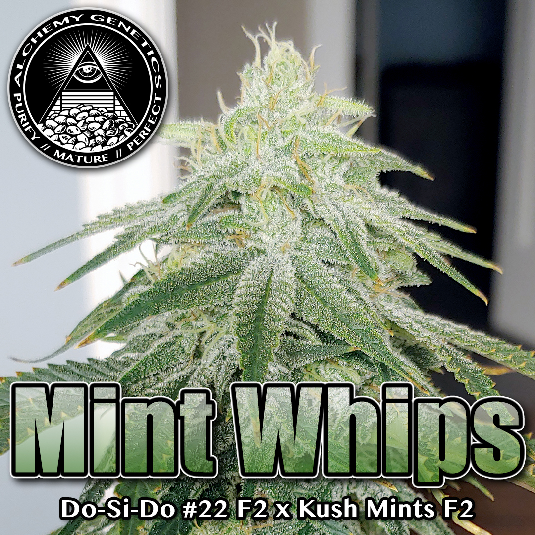 An image of Mint Whips